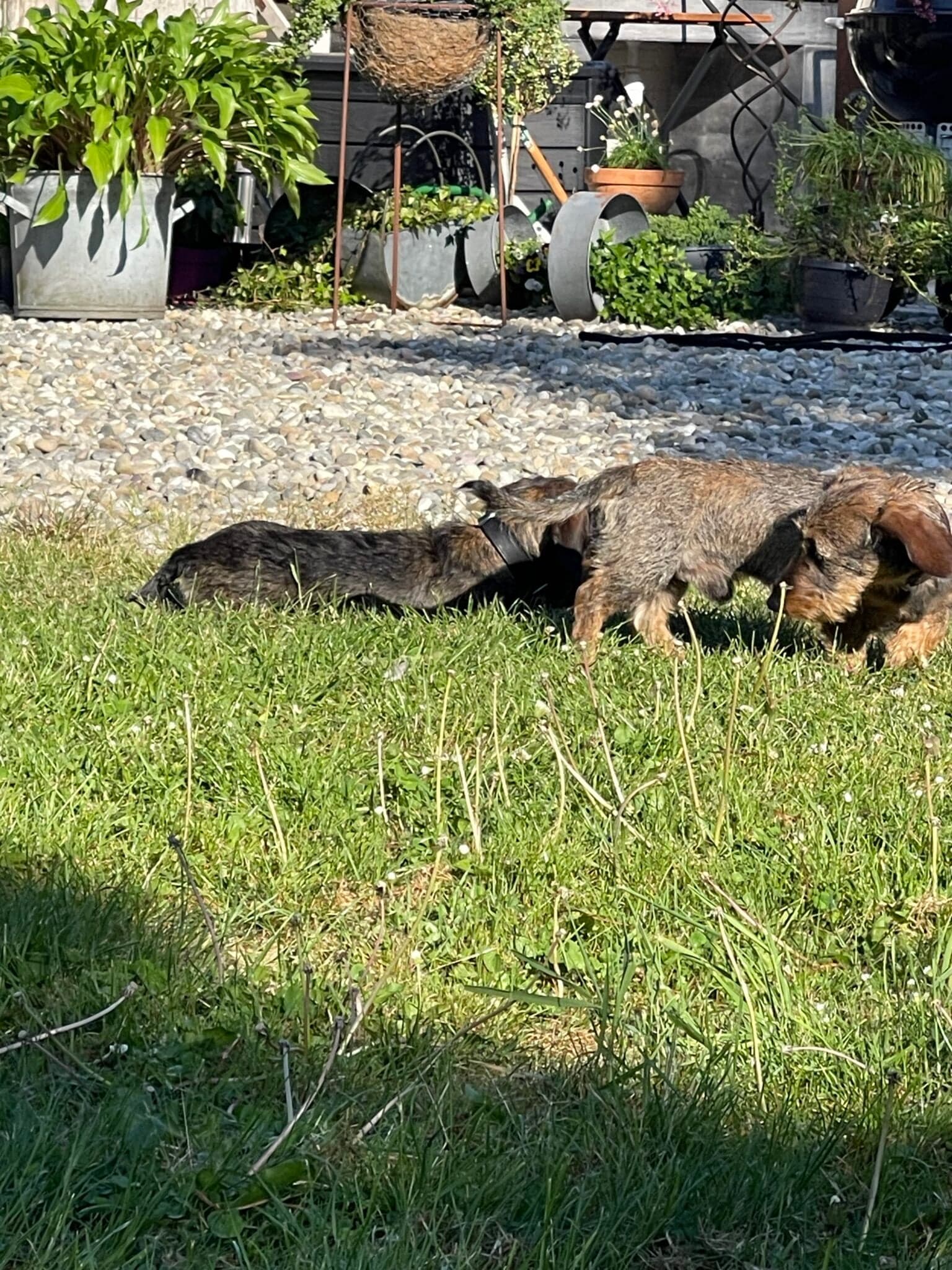 De twee teckels op het gras
