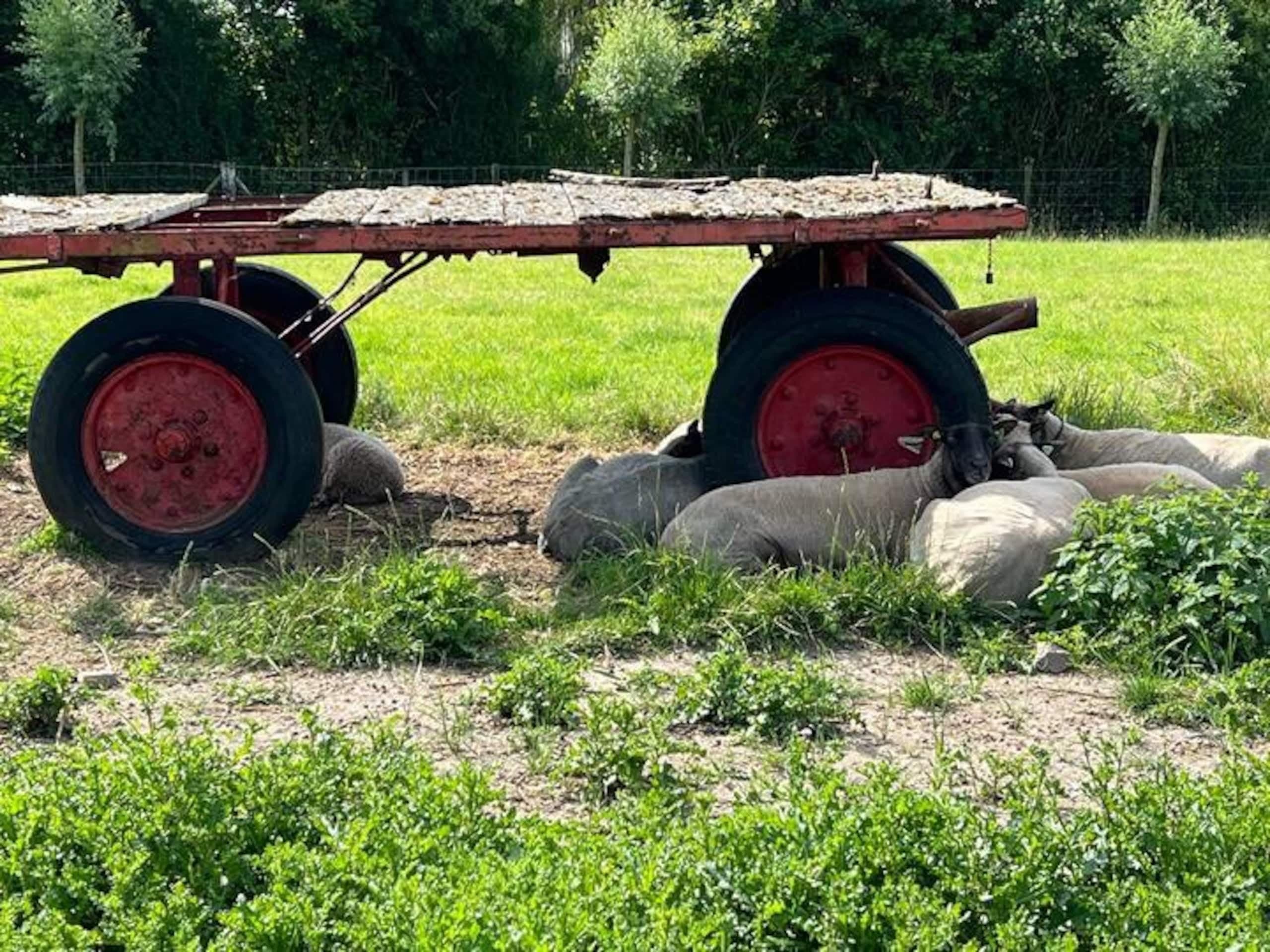 Oude boerenkar in het gras