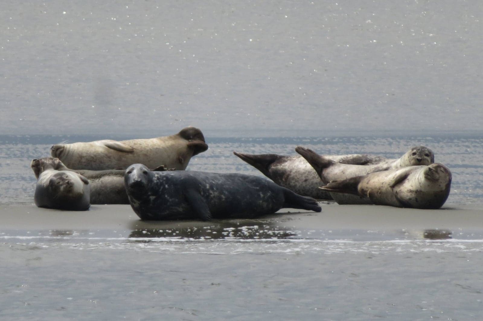 Zeehonden liggen op een zandplaat in de Oosterschelde