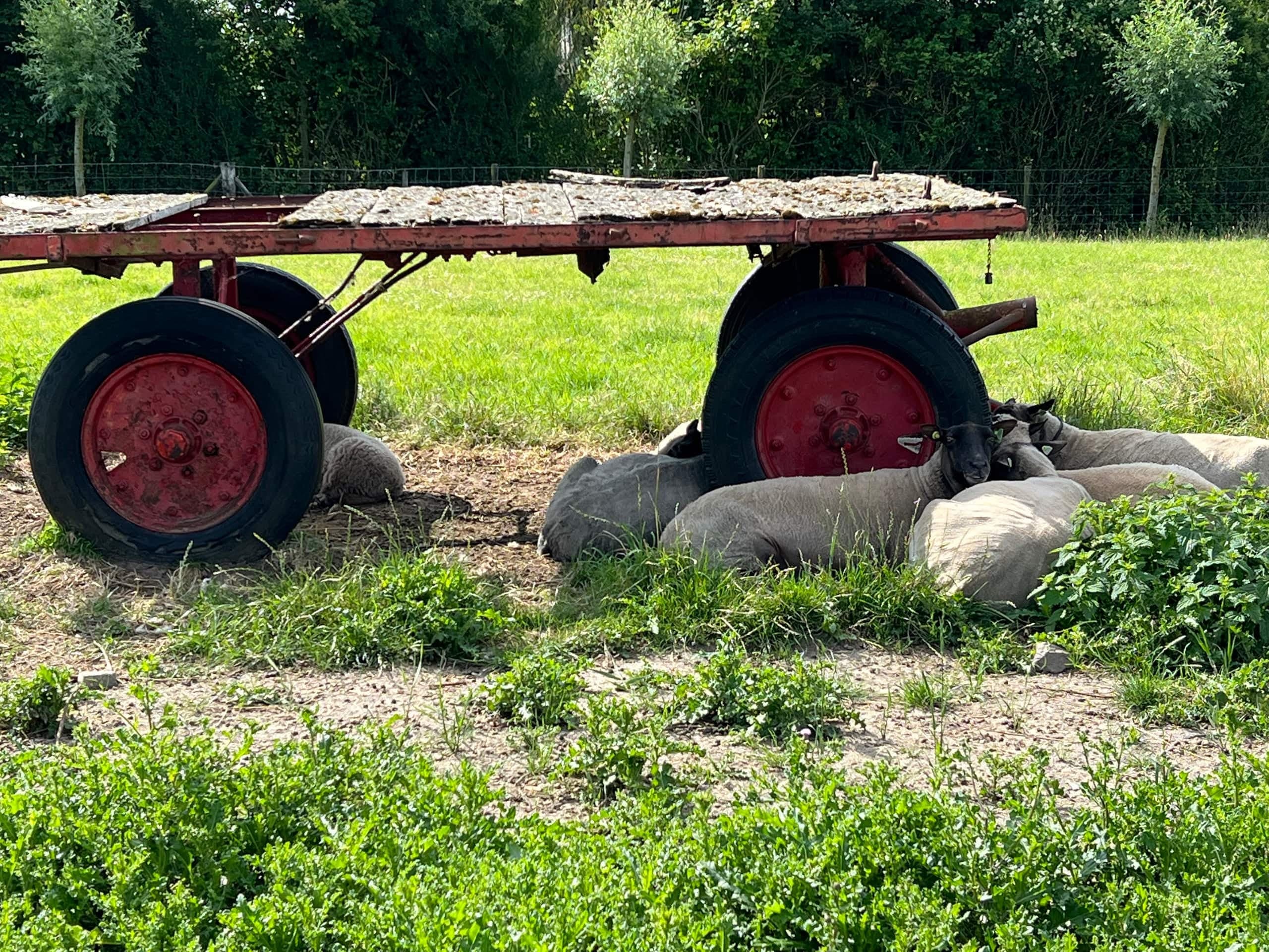 Oude boerenkar in het gras